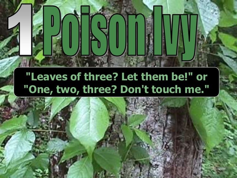 Poison Ivy and other Poisionous Plants Identification