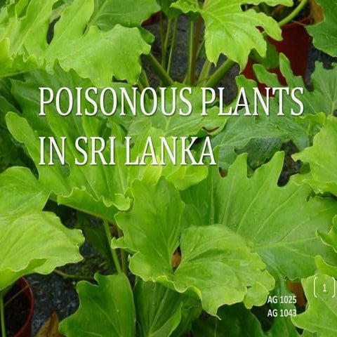 Poisonous plants in Sri Lanka