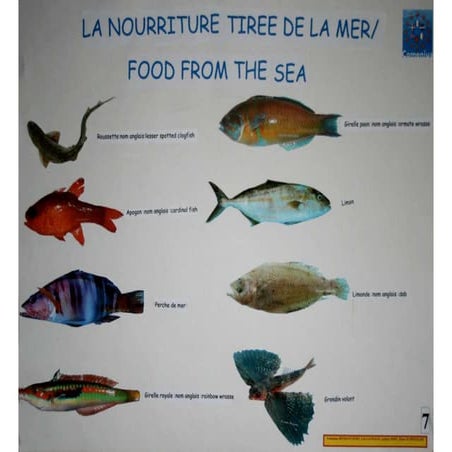 Poissons méditerranée | PDF