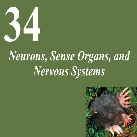 Po l2e ch34 lecture neurons, sense organs, and nervous systems edited sphs