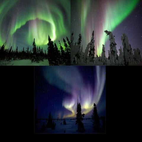 Polar bears and northern lights