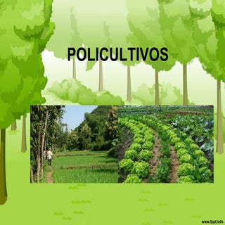 Policultivos presentacion