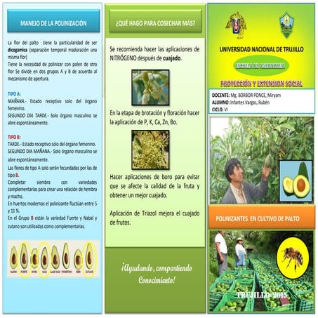 Polinizantes en cultivo de palto