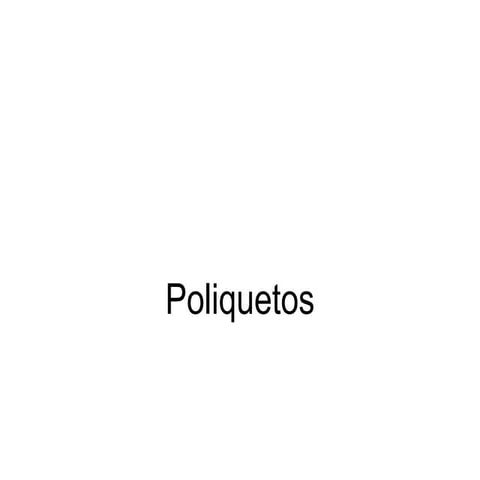 Poliquetos, polychaeta