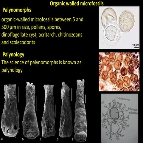 Pollens and spores types classsification