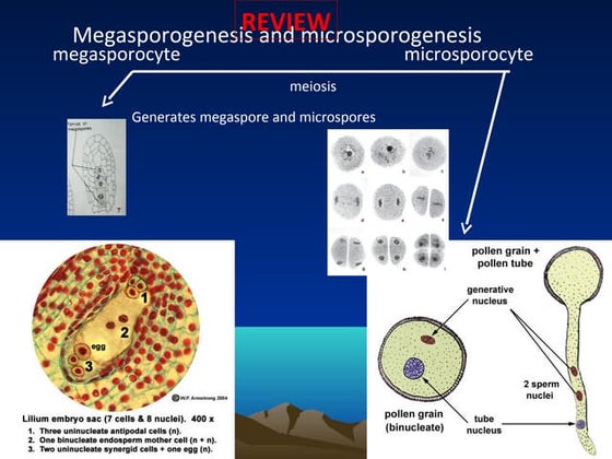 Pollen germination under microscope | PPTX | Infertility | Reproductive ...