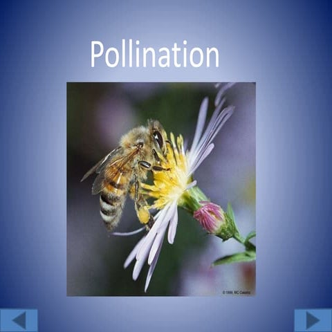 Pollination.