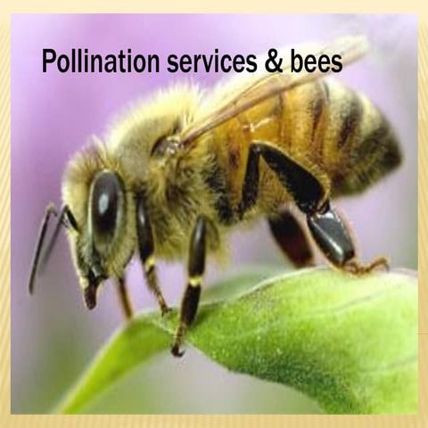 Pollination services and bees