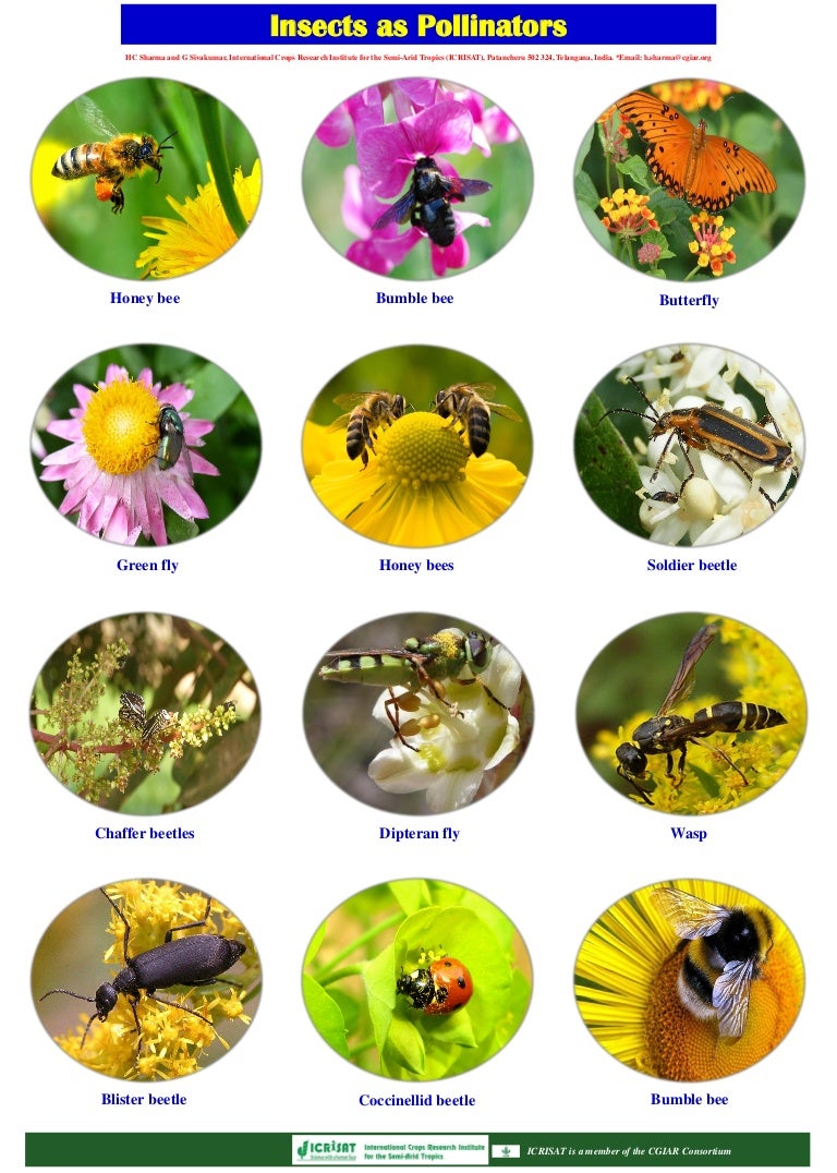 Insects as pollinators