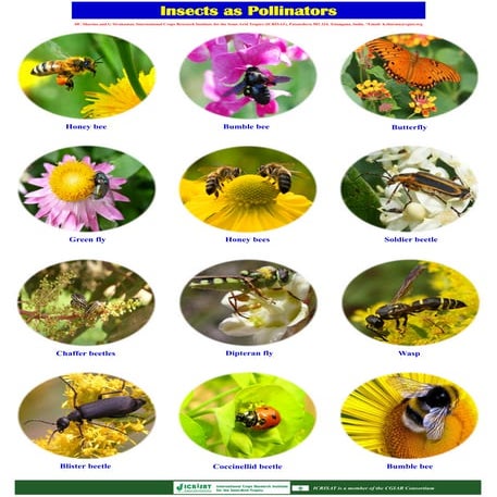  Insects as pollinators