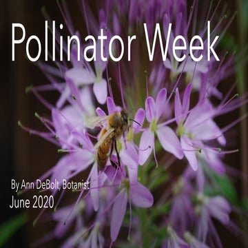 10 Native Plants for Our School 5 x 7 inch Signs by Mary Van Dyke | PDF