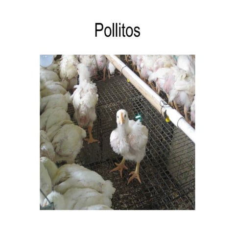 Pollito