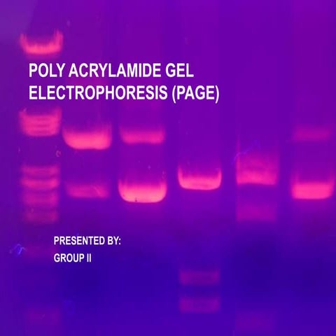 Poly acrylamide gel electrophoresis (page)