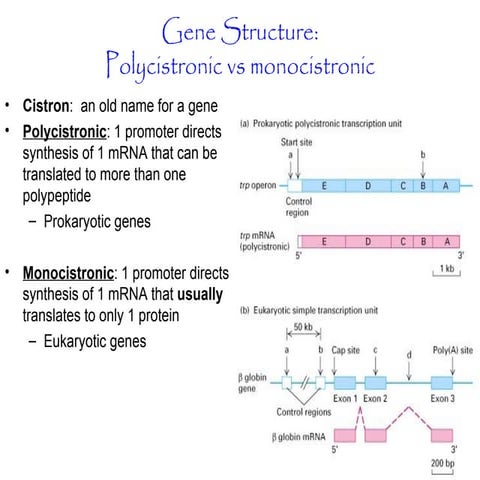 Polycistronic gene