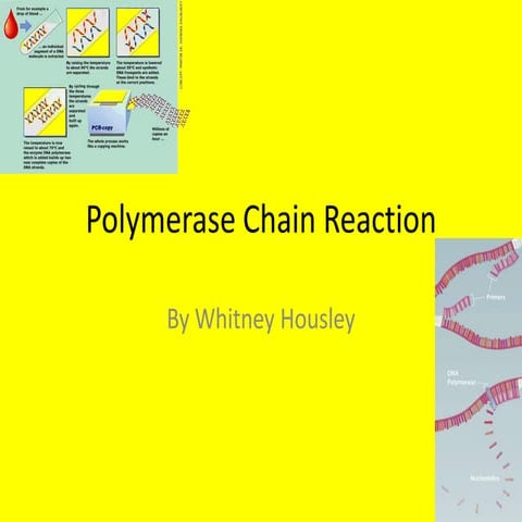Polymerase chain reaction powerpoint