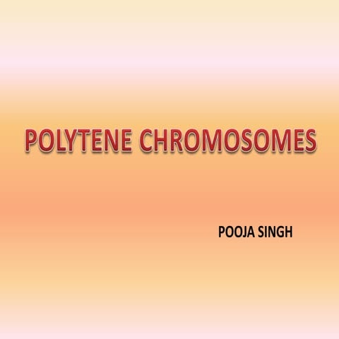 Polytene chromosomes