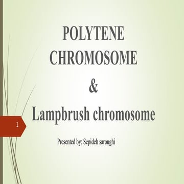 Polytene & Lampbrush