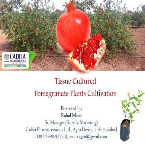 Pomegranate Cultivation Rahul Mane Pdf