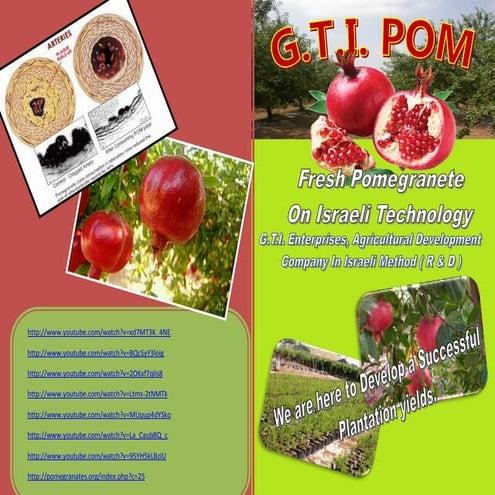 Pomegranate flayer front