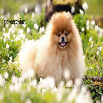 Pomeranian.pptx