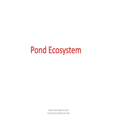 Pond ecosystem