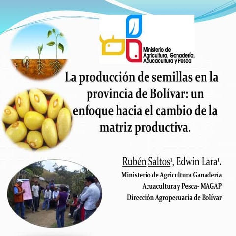 La producción de semillas en la provincia de Bolívar: un enfoque hacia el cam...
