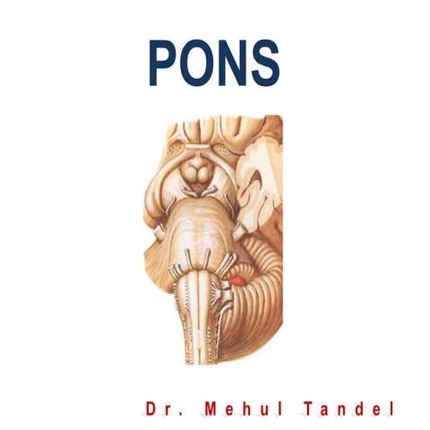 Pons Anatomy