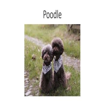 10+ Cutest Gifts for Poodle Lovers