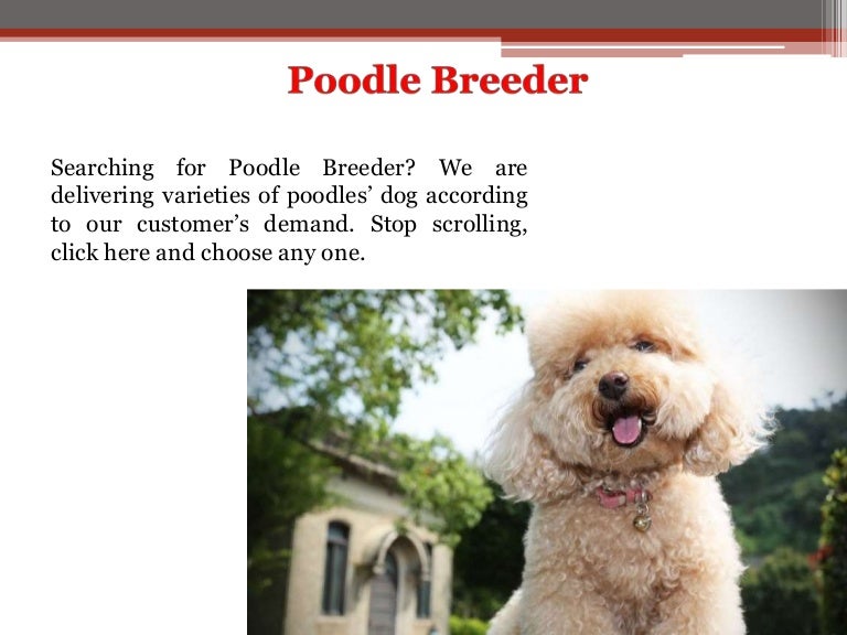 miniature poodle breeders