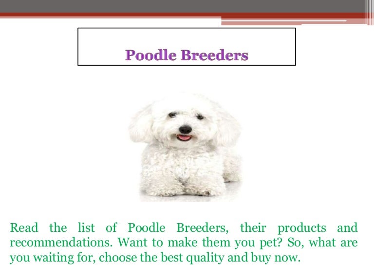 toy poodle breeder