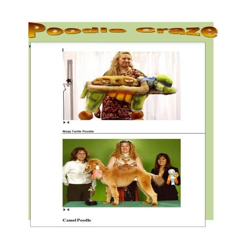Poodle Craze