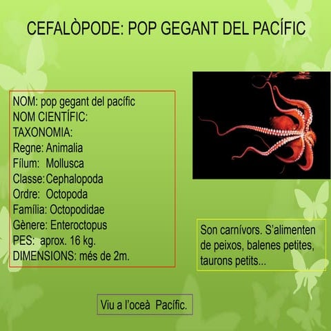 Pop gegant del pacífic