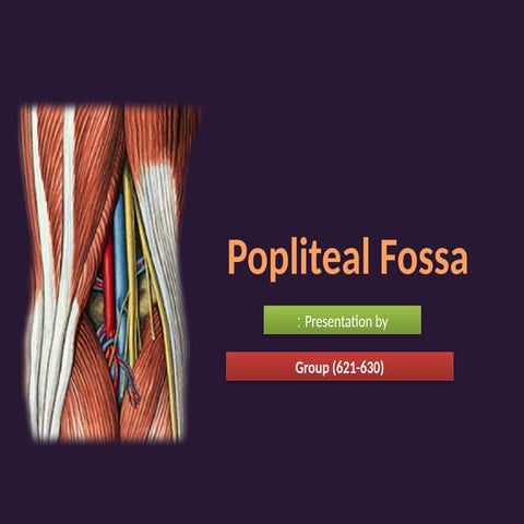 popliteal  fossa and its boundaries .ppt