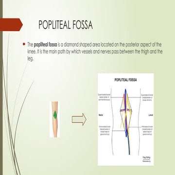 POPLITEAL FOSSA/knee fossa/ regional anatomy