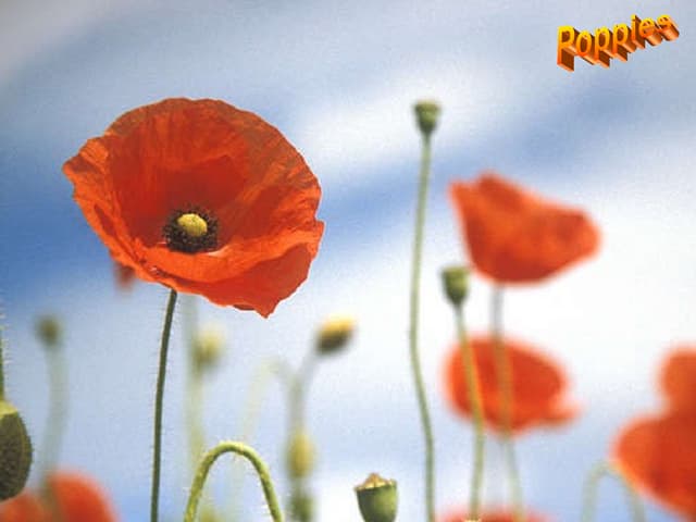 Poppies