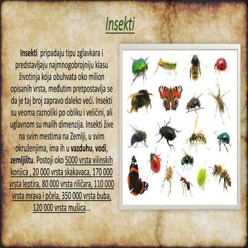 Insekti | PPTX