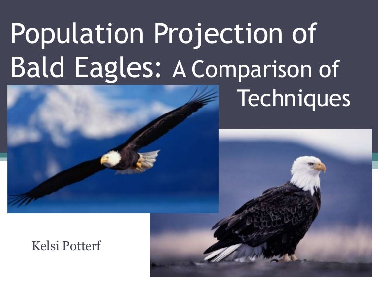 Population Projection of Bald Eagles