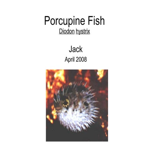 Porcupine Fish | PPT