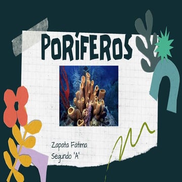 Poríferos