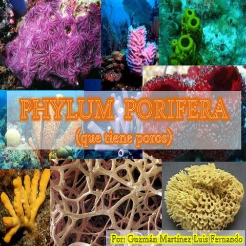 Phylum porifera (esponjas)