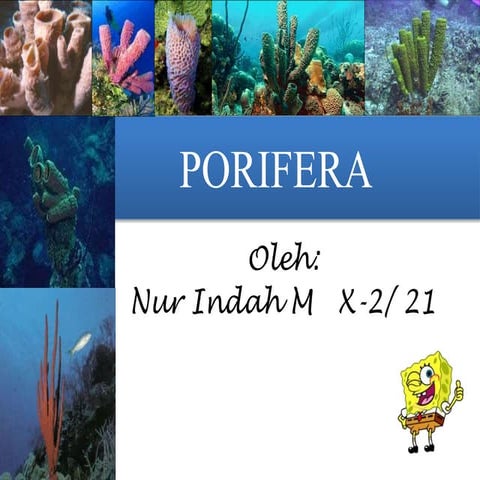 Klasifikasi Porifera kelas X