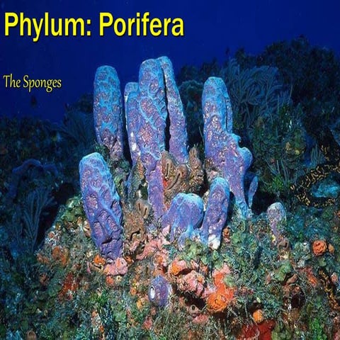 PORIFERA