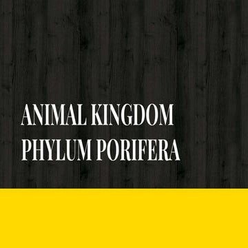 Porifera