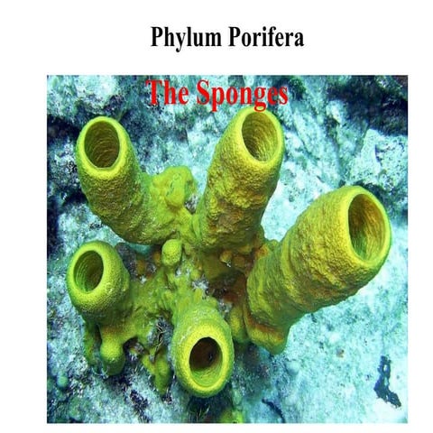 Phylum Porifera...presentation