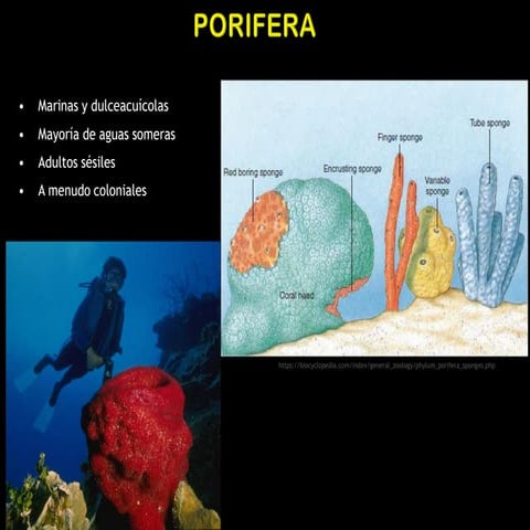 Presentación filogenía porifera | PPTX