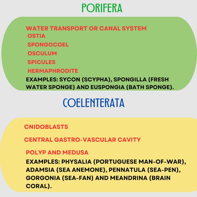 Animal kingdom.pdf. Ingographic presentation