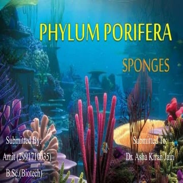 Porifera by Amit Rulhania