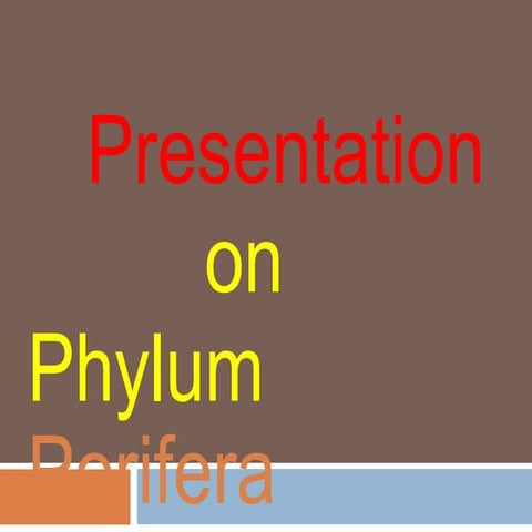 Clear concept Of porifera phylum