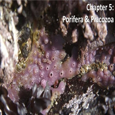 Porifera & placozoa 2012 | PPT