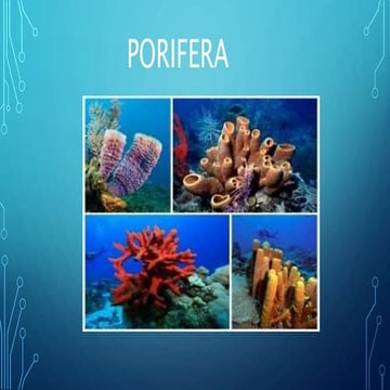 Porifera